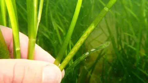 Matt Slater Seagrass seeds