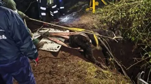 Shropshire Fire and Rescue Service Firefighters winch a cow to safety from a hole. A rope and harness are tethered around the animal, which is being dragged to the surface.