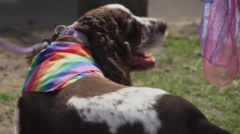 A brown and white dog is wearing a pride flag draped across its back.