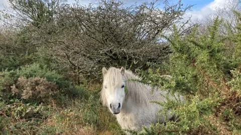 Natural England A horse