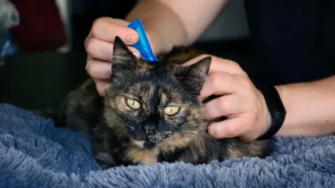 Getty Images A black and brown cat with yellow eyes sits on a blue blanket as a person applies flea treatment to the back of its neck