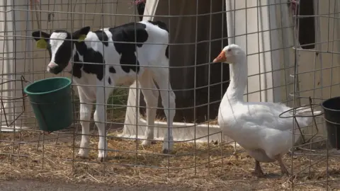 A white calf with black markings on its back and head is standing near a white goose which has an orange beak.