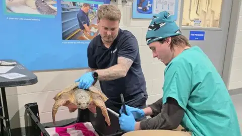 The Deep Two vets handle a turtle. One of them is wearing green scrubs and the other is wearing a black polo shirt.