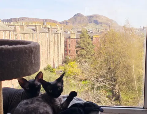 Sarah Grossman A view through a window of a sunny day outside, with Arthur's Seat in the distance - however two cats are taking up pat of the view, looking into the camera and seemingly looking for attention.