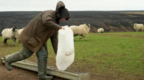 BBC/Robbie McGregor-Watson A farmer wearing wellies and a big coat pours feed out of a white plastic bag into a metal trough in a field of sheep. The background shows a blackened hill.