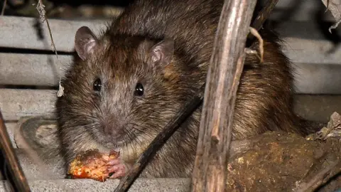 Getty Images Stock photo of a rat