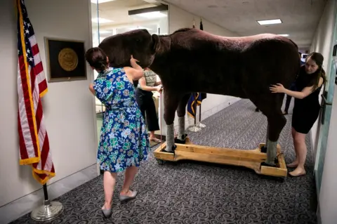 Al Drago / Reuters Max the Moose being pushed down a corridor