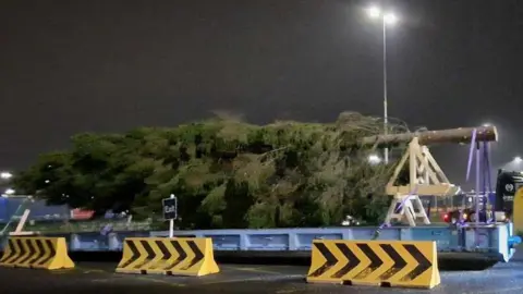 DFDS Norwegian spruce arrives in England