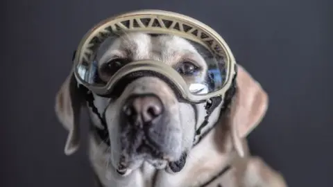 Santiago Arau Frida, a Mexican Navy rescue dog, photographed by Santiago Arau