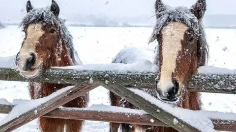 PA Horses in the snow in Snetterton, Norfolk