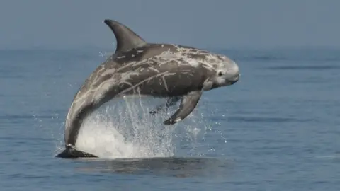 Bryony Manley/Manx Whale and Dolphin Watch Risso's dolphin