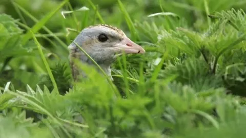 Andy Hay/RSPB Images Corncrake
