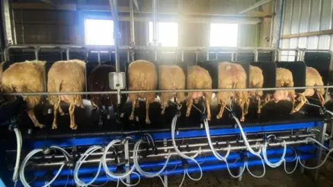 Bryn Perry Sheep milking parlour