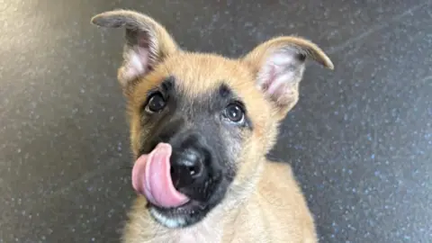Eight-week-old Belgian Malinois Jager. The small tan puppy is looking at the camera. His tongue is stretched out while he licks his nose.