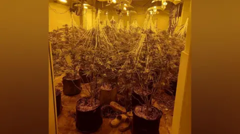 Northumbria Police Hundreds of plant pots with cannabis plants growing in them. They are tightly packed in the room which is illuminated orange form the types of lights overhead. A web of string rises from some of the plants.