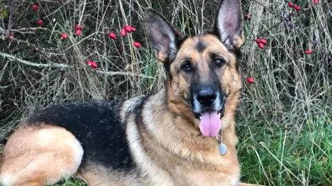 Colleen Ferguson A German Shepherd dog lying on grass.