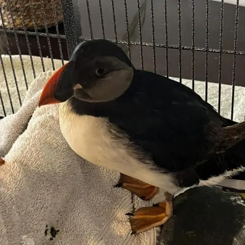 A puffin in a cage standing on a towel. It has pale orange webbed feet, a curved orange and black beak, black head, back and wings and a white front.