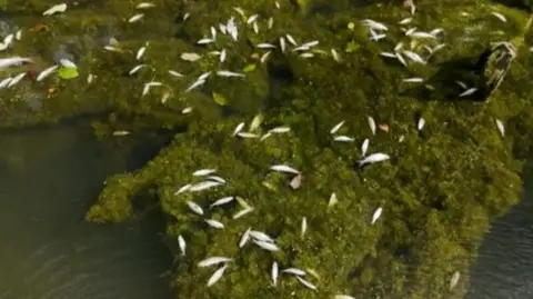 Dead fish float on the surface of a body of water with green weeds sitting just underneath the surface