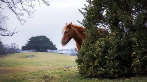 Hang Ross A chestnut horse appears from behind a gorse bush. It is sticking out its tongue with its ears back. Behind you can see a large green tree on a hill. The ground is covered in green grass and it is an overcast day.