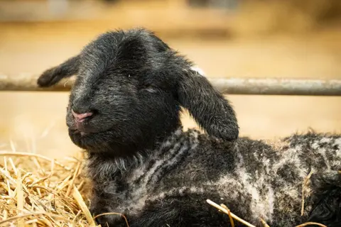 Dalscone Farm A little black lamb with its eyes closed