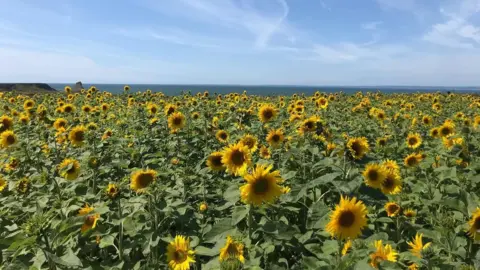 Rosie Jones Rhossili Bay sunflowers