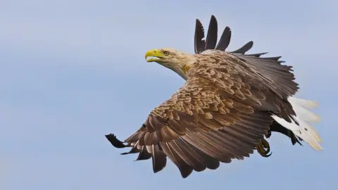 Getty Images sea eagle