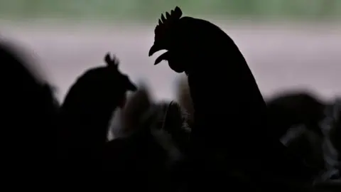 Getty Images A dark outline of a flock of hens 