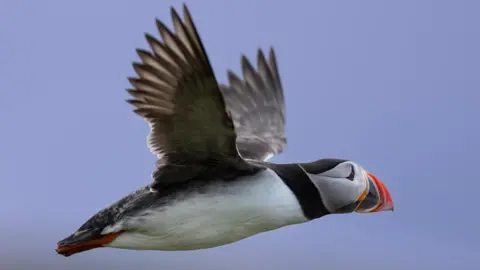 NE Photography A puffin in flight, in profile, against a stormy sky. The puffin has black wings, white breast and a dazzling multicoloured beak .