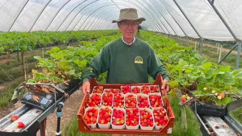 A man wearing a green hat and jumper is holding many containers of strawberries and standing in a large covered environment, with rows of plants behind him.