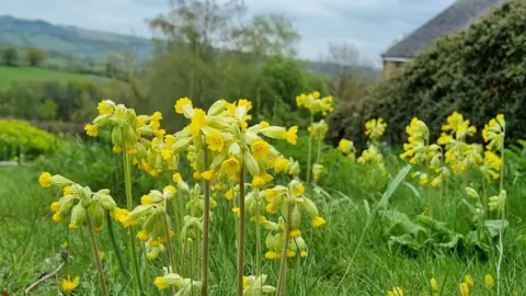 Gillian Foxcroft Cowslips grow in an unmowed lawn