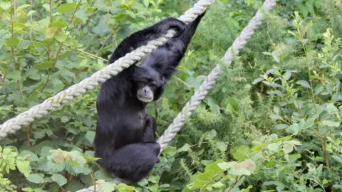 Monkey World Saska a gibbon