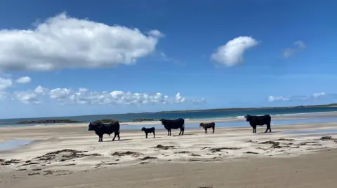 Doug Galletly Three adults and two calves stand in a line on the beach. They are black cows.