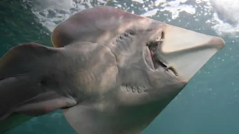 Getty Images Guitarfish are one of the newly protected species