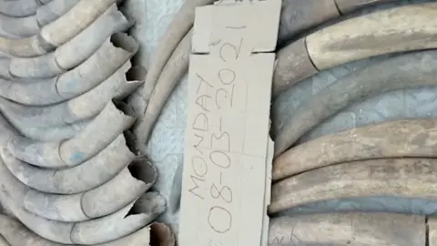 Nigeria Customs Service Seized elephant tusks