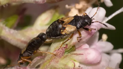 Stephen Paul Plant Acompus rufipes