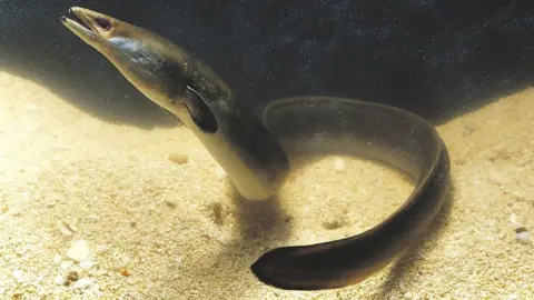 Getty Images The European eel (Anguilla anguilla)