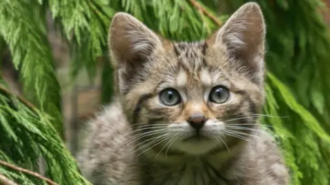 Alyson Houston/RZSS Wildcat kitten