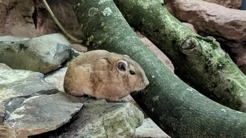 Lakeland Wildlife Oasis Gundi