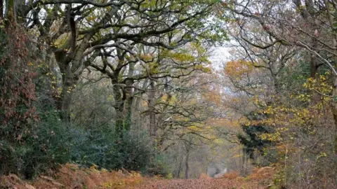 Woodland Trust Havant Thicket