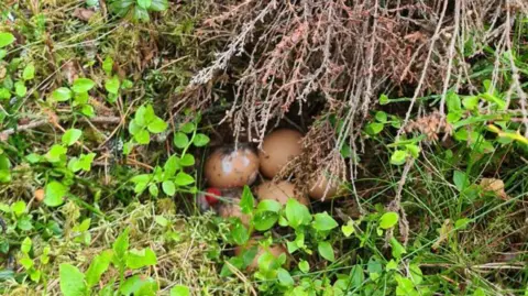 University of Aberdeen A fake nest with chicken eggs in undergrowth in Cairngorms
