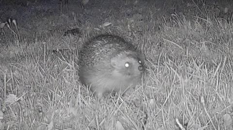 A hedgehog spotted on a trail camera as part of the new National Hedgehog Monitoring Programme.