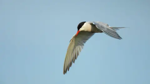 Common tern (gull-like bird) against a blue sky.