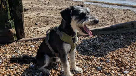 BBC WEATHER WATCHERS/BASILS Dog on the beach in Essex