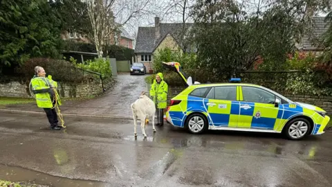 Two police officers in high-visibility jackets stand next to a police car with its boot open, while trying to control a goat.