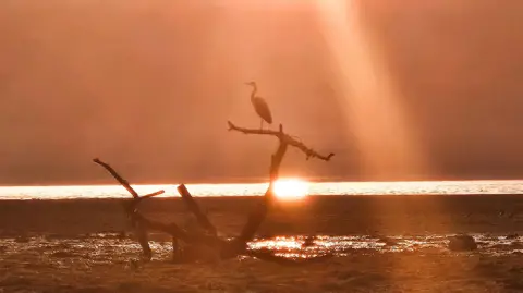 Eloise Smith Orange tinted sunrise on a beach with driftwood sticking out of the sand and a heron perched on stop - all seen in silhouette