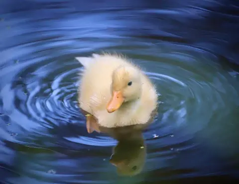 John Bogie A fluffy yellow duckling swims in dark blue water, creating ripples around its body. The duckling's reflection is visible beneath it on the calm surface.