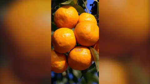 Bunch of oranges hanging from a tree