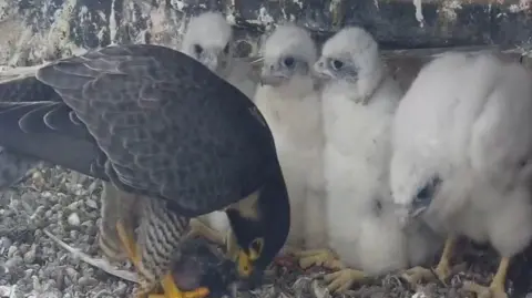 A peregrine falcon and four chicks, from the Leamington Spa webcam