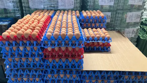 Hundreds of eggs ready to be packaged, stacked on top of one another in plastic trays. 