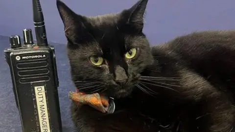 Bolt the cat wearing a bow tie, laying next to a two-way radio with a 'Duty Manager' sticker.